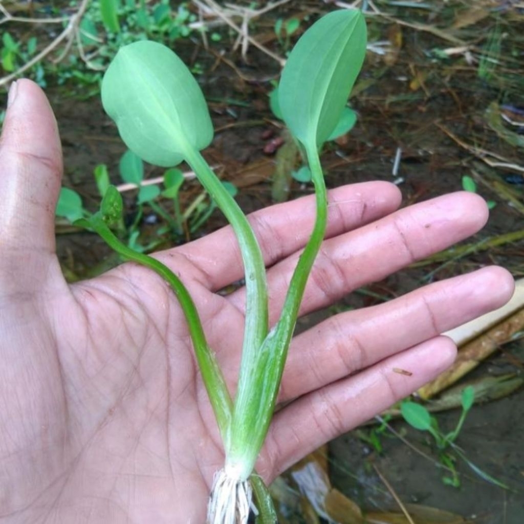 1bibit genjer siap tanam bibit genjer Gemoy