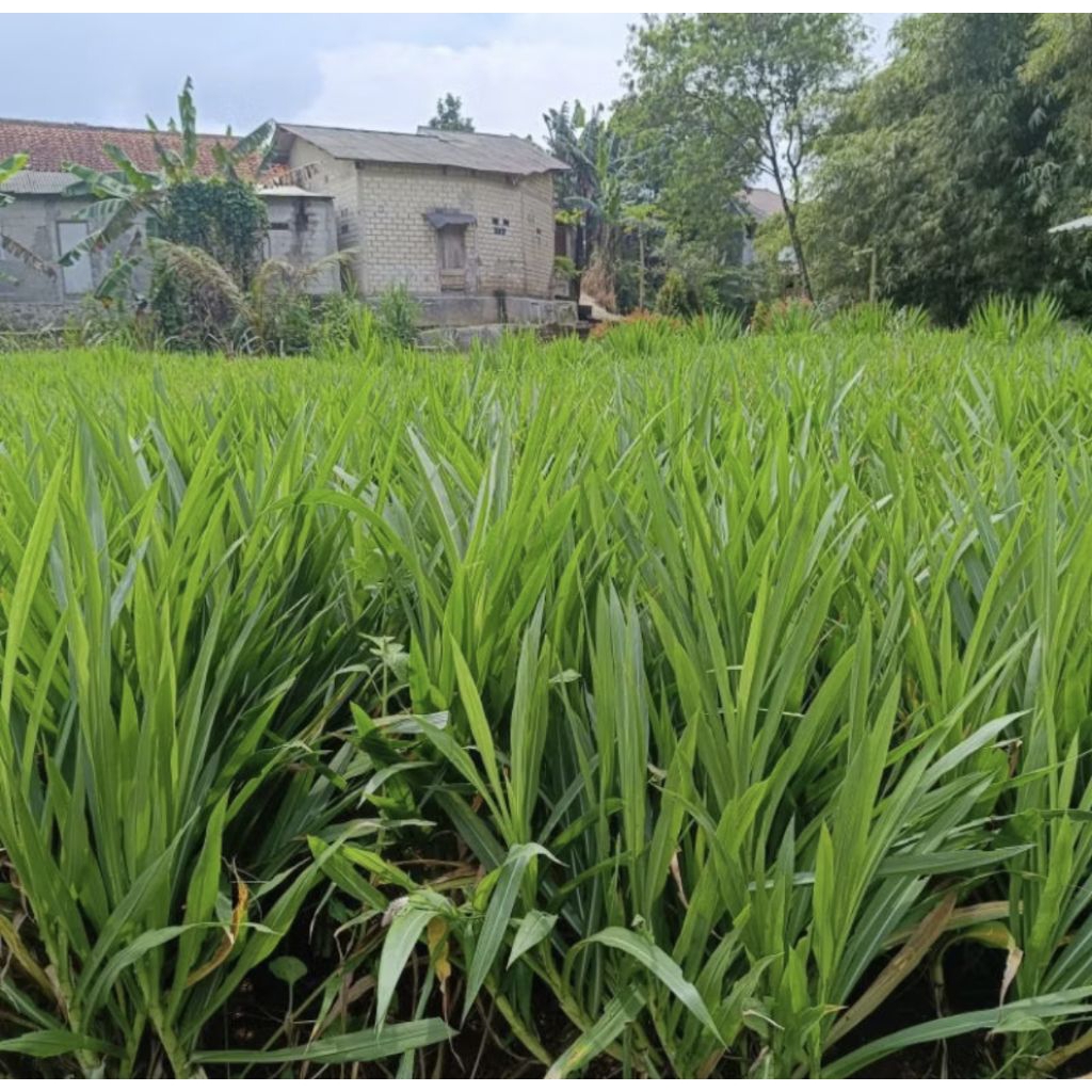 RUMPUT ODOT SEGAR pangang 15-20cm