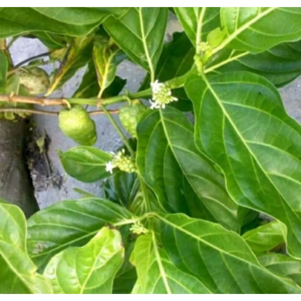 

daun mengkudu/pace segar untuk herbal per 25 lembar(p jwa)