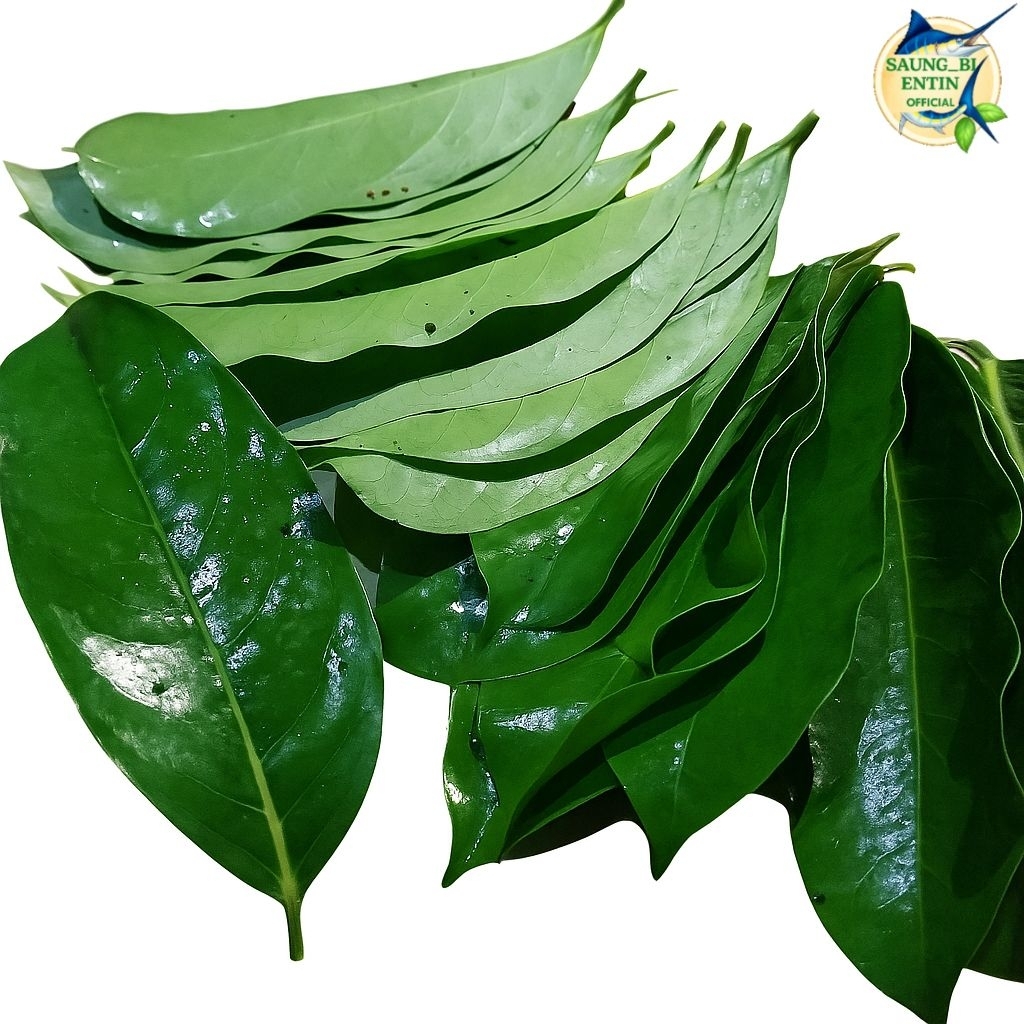 

Promo Daun Sirsak Segar 500 Gram Baru Dipetik Herbal Alami Obat Kangker