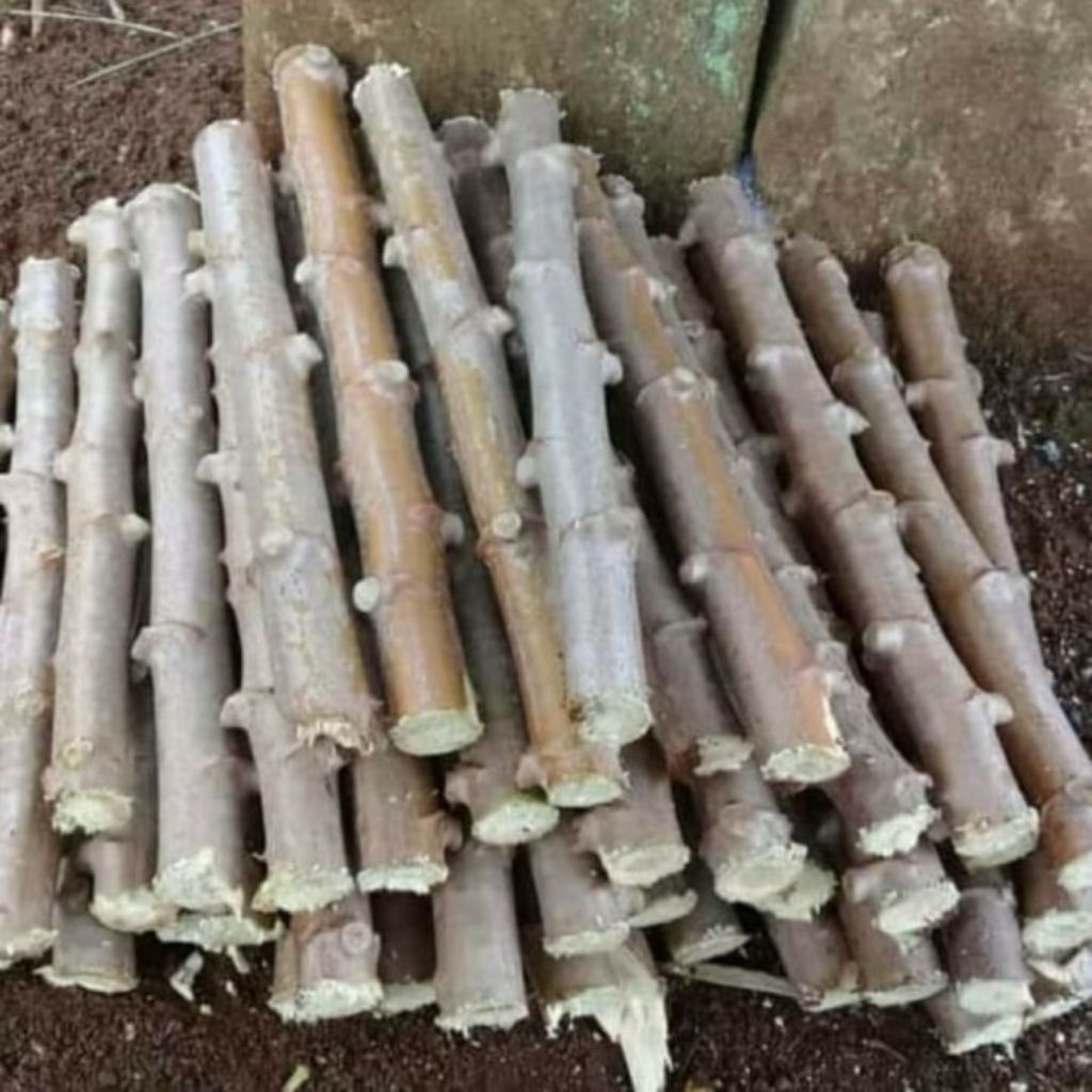 

pohon singkong per batang 25cm