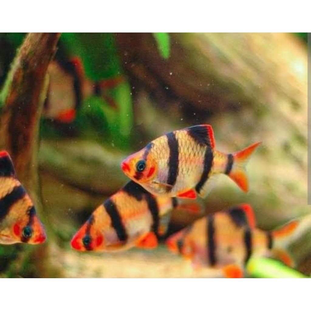 Ikan Hias Tiger Sumatera Hiasan Aquarium |Ikan Hias Bozz Louhan|