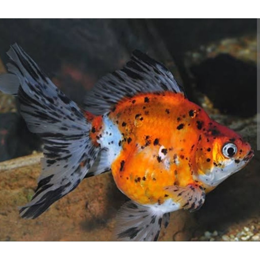 Ikan Hias Koki Ryukin Calico Ukuran M Tosa Calico Hiasan Aquarium |Ikan Hias Bozz Louhan|