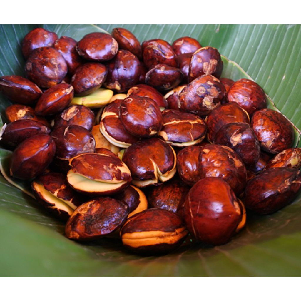 jengkol kalimantan
