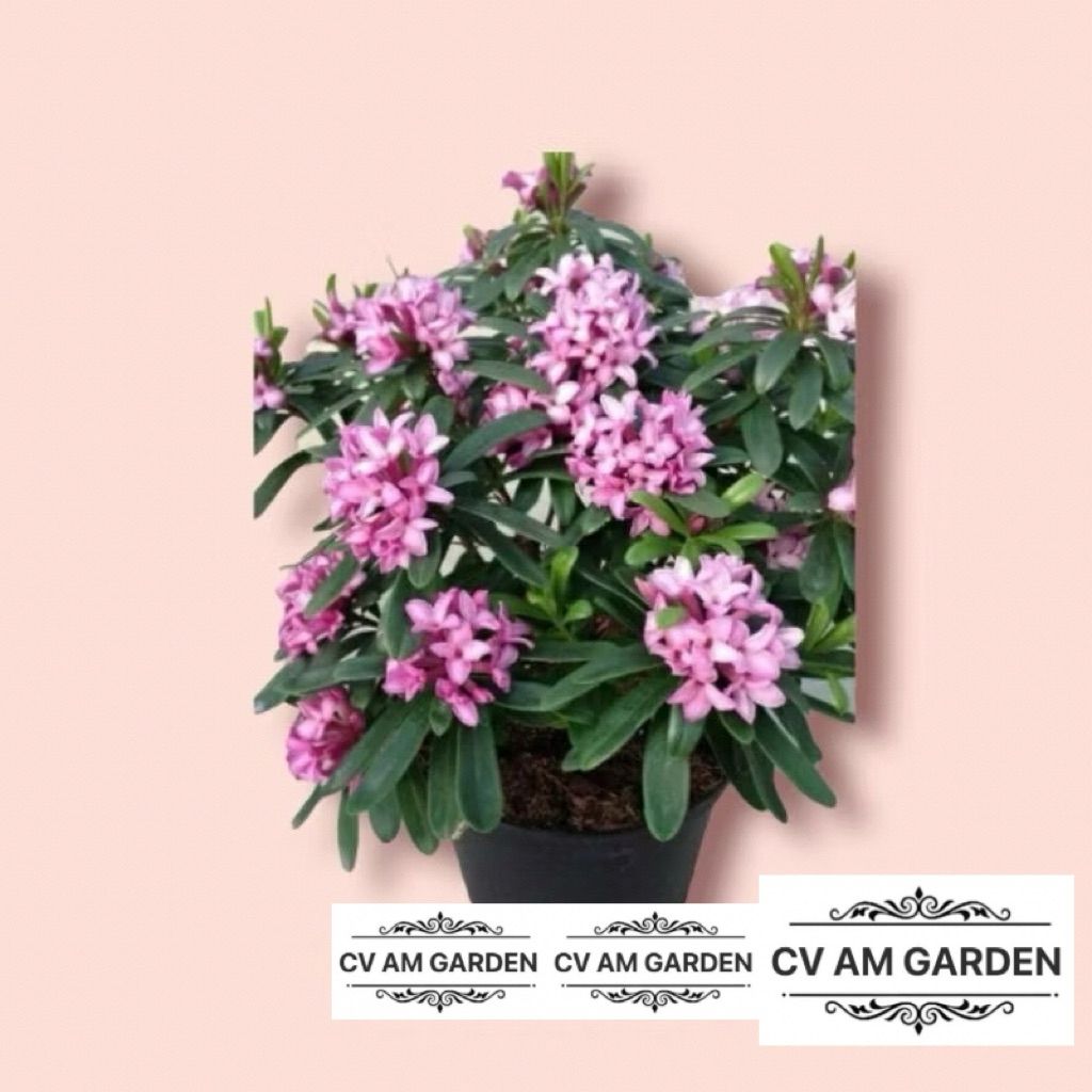 Bunga Asoka Ungu Beli 10 Gratis 1