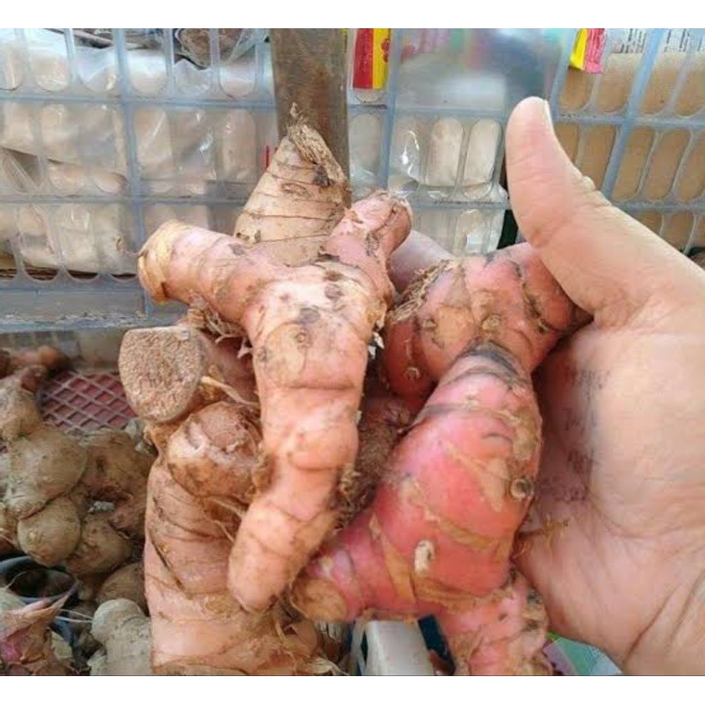 

Lengkuas segar 1 kg || Bumbu dapur dan Rempah masakan harum