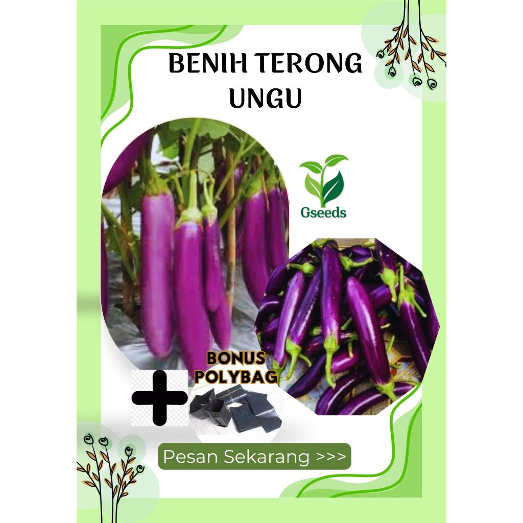 ±20 Benih Sayuran Terong Ungu Torino Unggul Terong Ungu Panjang Terung Ungu Lalap