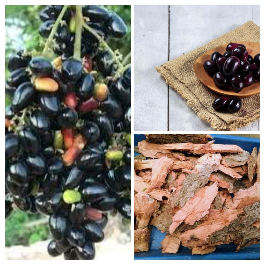 

Kulit duwet /jamblang masih segar (500 gram)