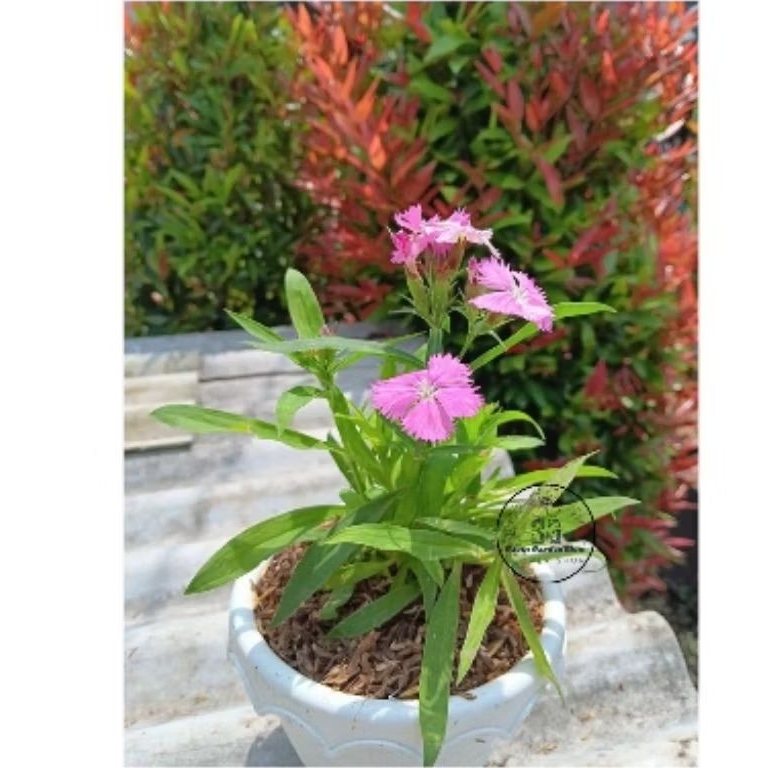 Tanaman Bunga Dianthus (Dianthus Caryophyllus) | Anyelir Berbunga | Bibit Bunga Anyelir