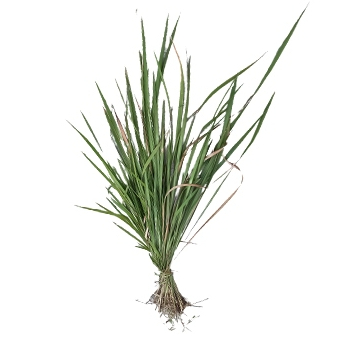 

Daun Alang Alang Segar / Daun Ilalang Segar / Daun Erih Segar Organik