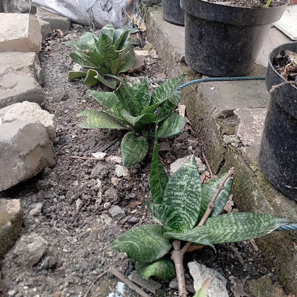 lidah mertua  kuning lidah mertua mini sansivera bijian