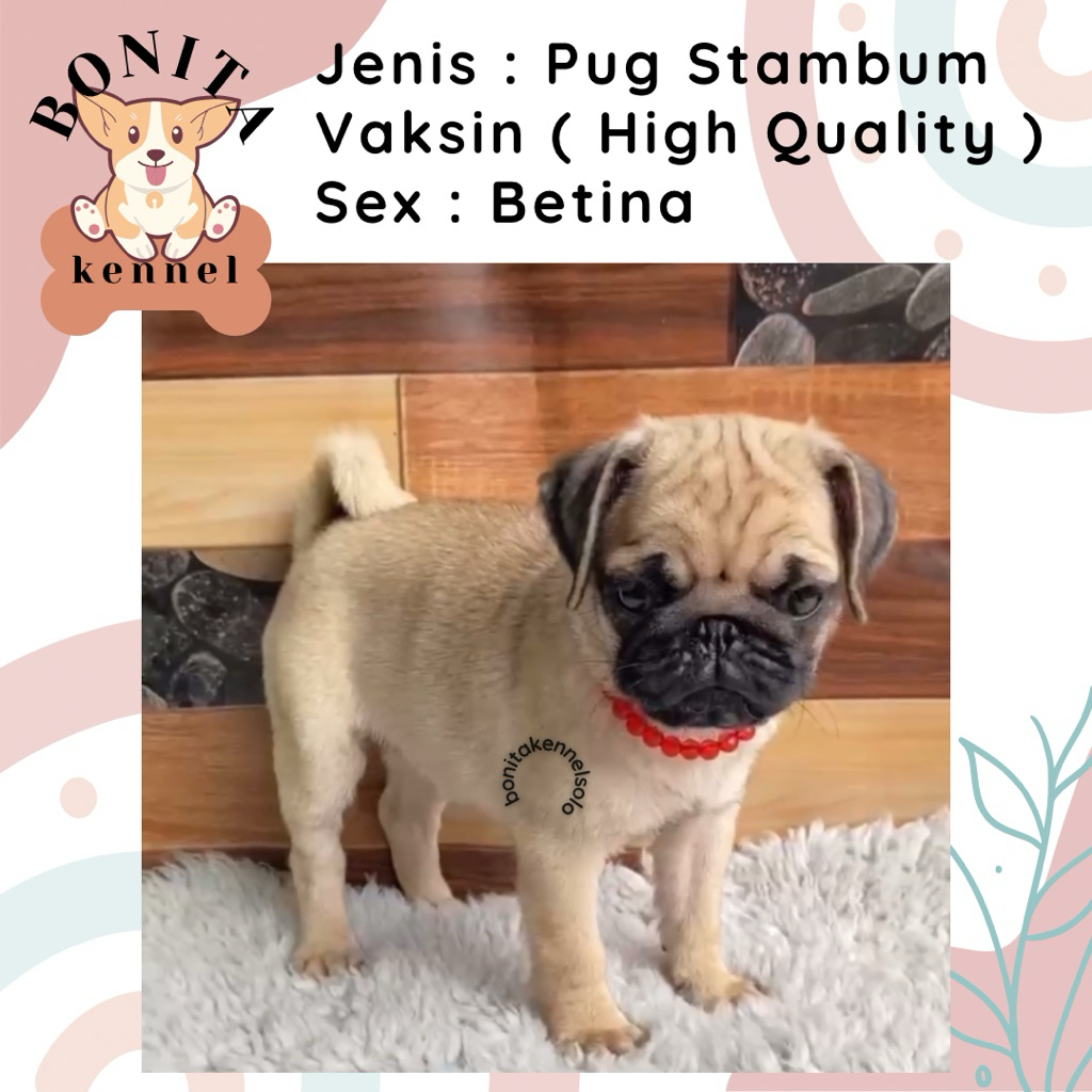 Pug Stambum Anak Anjing Pug Jantan Betina