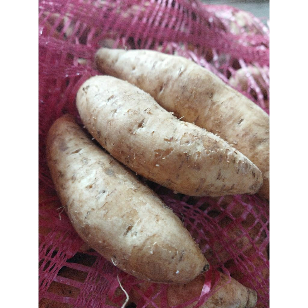 

ubi madu cilembu super manis besar 1kg asli kirim langsung dari sumedang