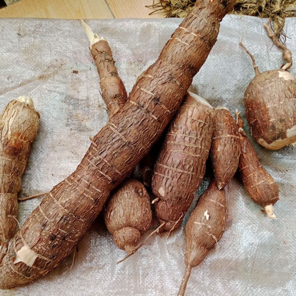 

Singkong Racun / Singkong Genderewo Segar Atasi Benjolan