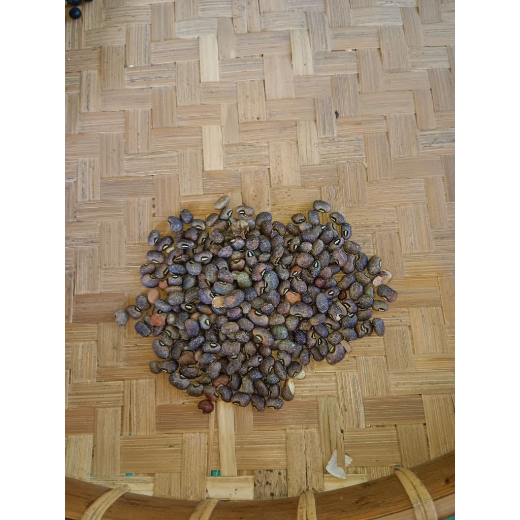 

Kacang Tunggak / Tolang Antap Burik (Vigna unguiculata subsp. unguiculata),