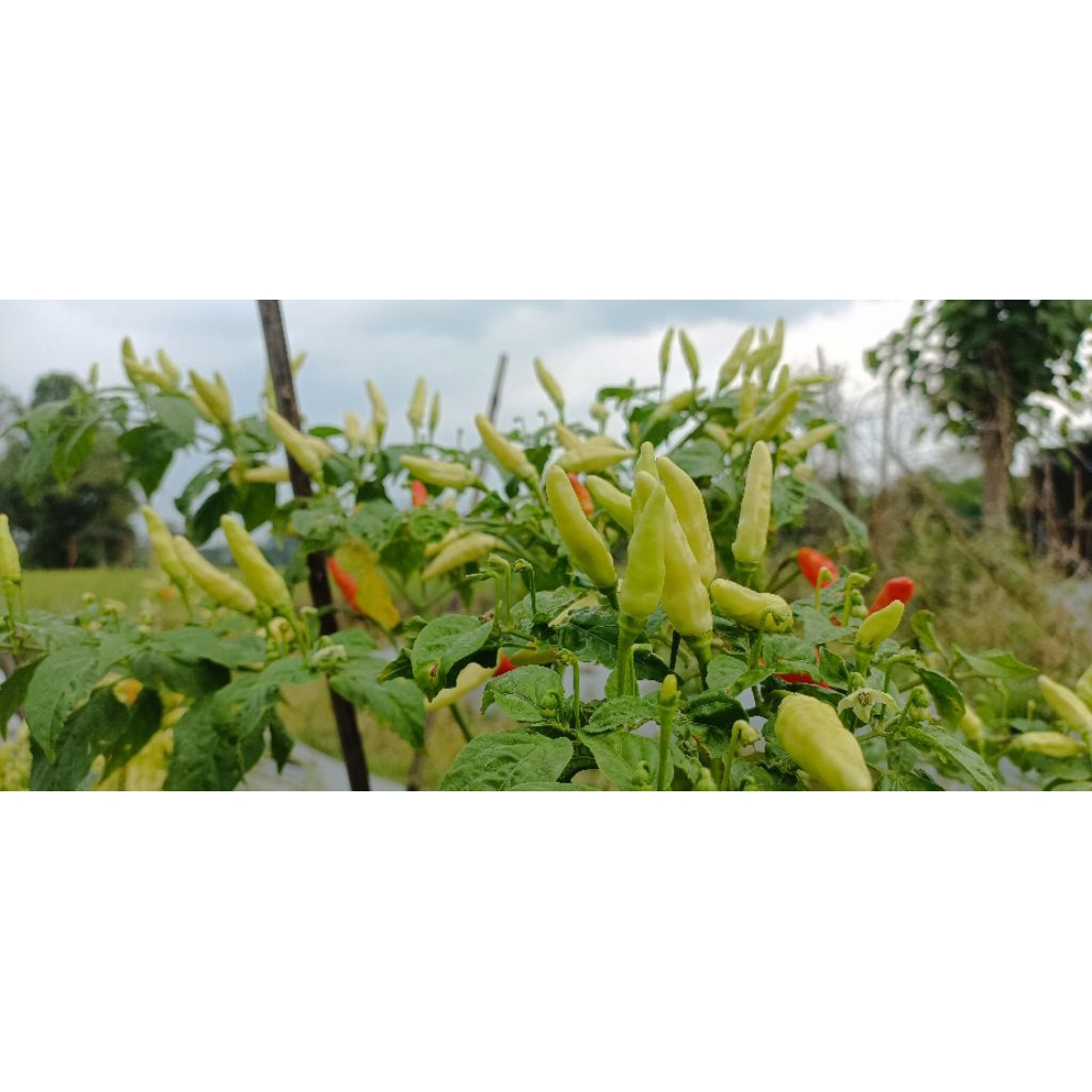 

Cabai Rawit Segar Kiloan