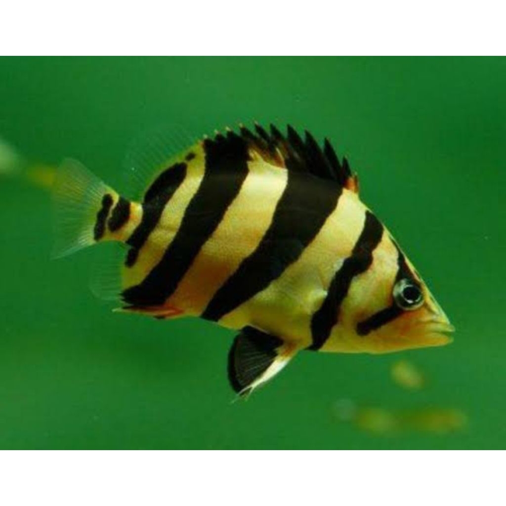 hiasan.aquarium.(datz.Borneo.9-10-+cm)