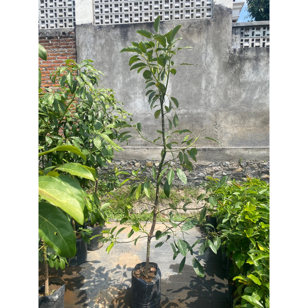 

Alpukat Hass Tinggi 2m Packing Kayu
