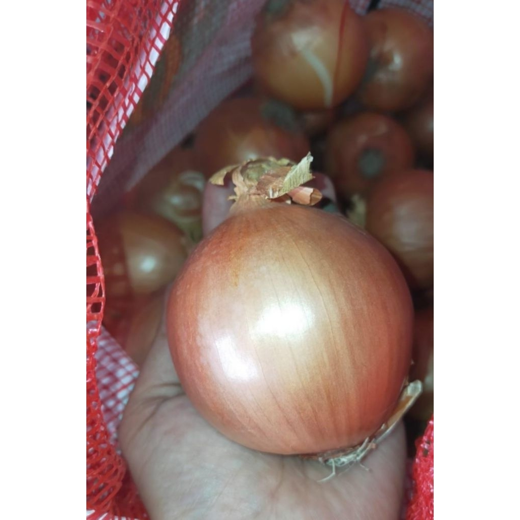 

Bawang Bombay Bombai Besar Bumbu Masak 1kg