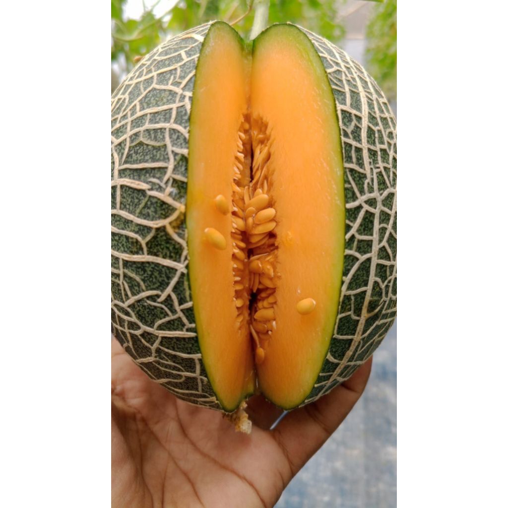 Melon Golden Aroma