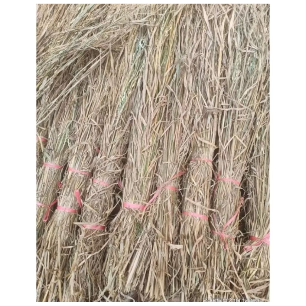 jerami padi kering/pohon padi kering 1 kg