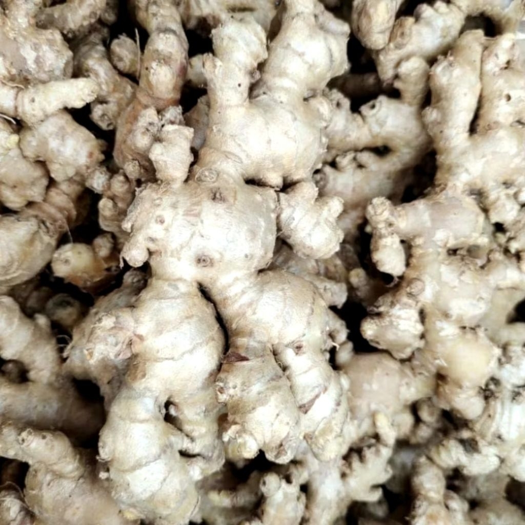 

Jahe emprit fresh segar, siap di cuci ketika akan dikirim