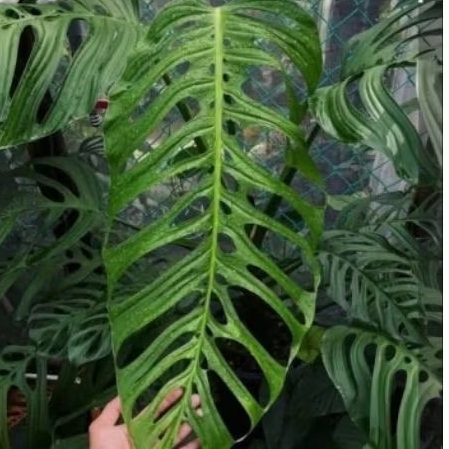 Tanaman Hias Monstera Esqueleto