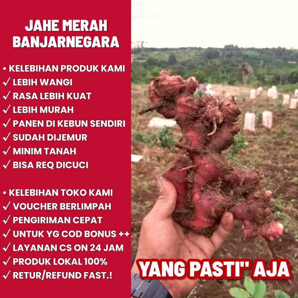 

( Dapat 250gr) jahe merah medan konsumsi