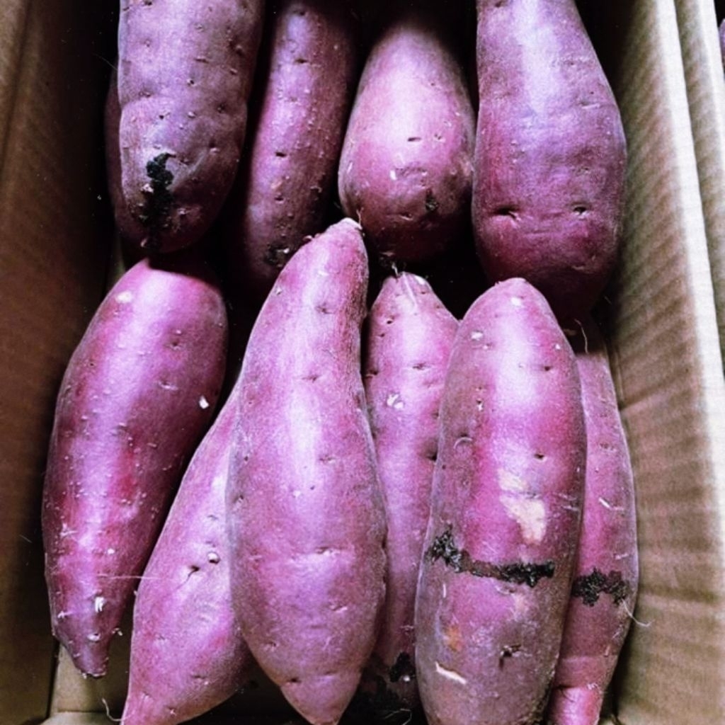 

Ubi Ungu Paket 3 Kilo Ukuran Besar Dan Sedang Fresh Asli Tegal