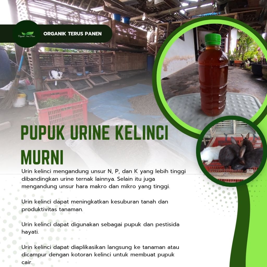 urine Kelinci Murni 600ml