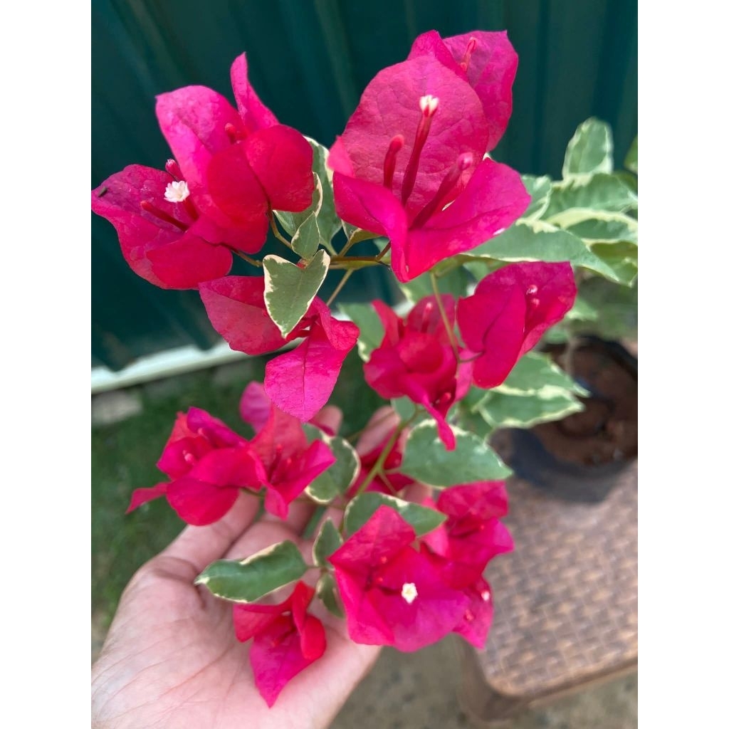 BIBIT RED CAMELIA BOUGENVILLE IMPORT 100% ORI