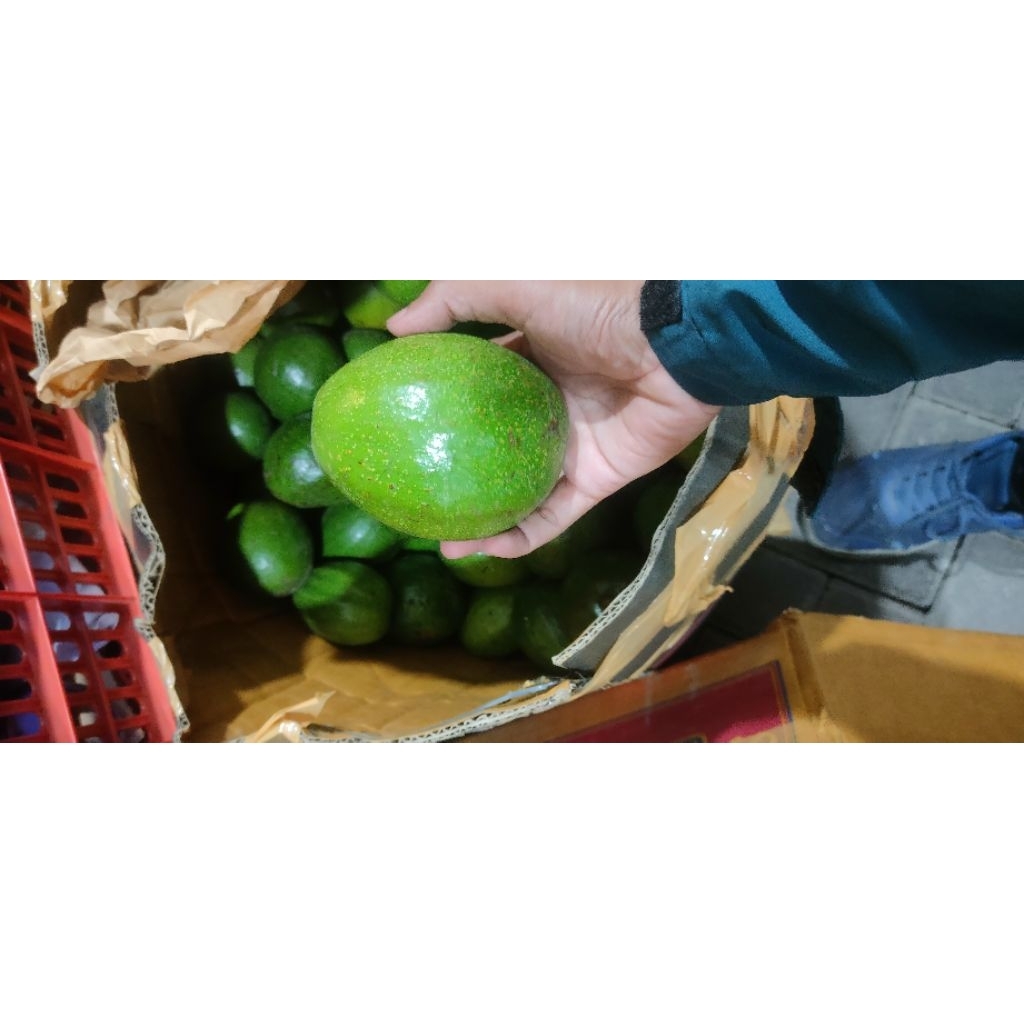 

alpukat mentega murah isi 2-3 per kg