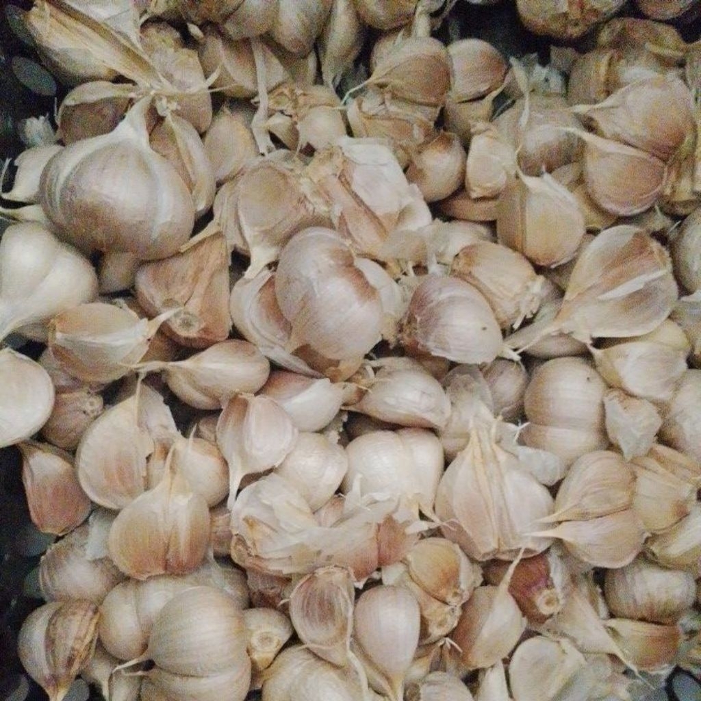 

BAWANG PUTIH KATING 1kg BERSIH BERKWALITAS