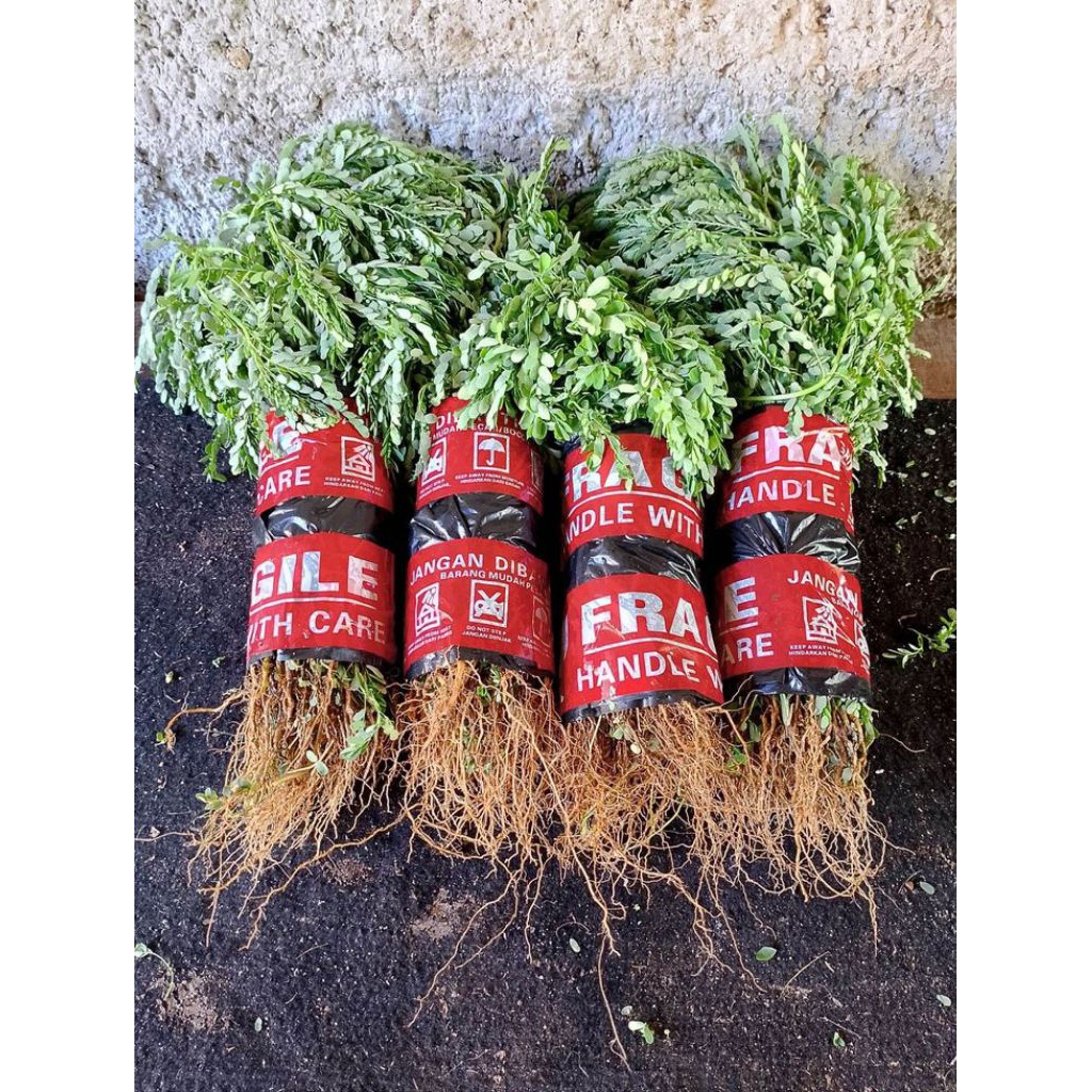 

tanaman meniran segar(phyllanthus niruri) herbal 1kg | mengatasi diabetes dan batu ginjal | produk rekomendasi