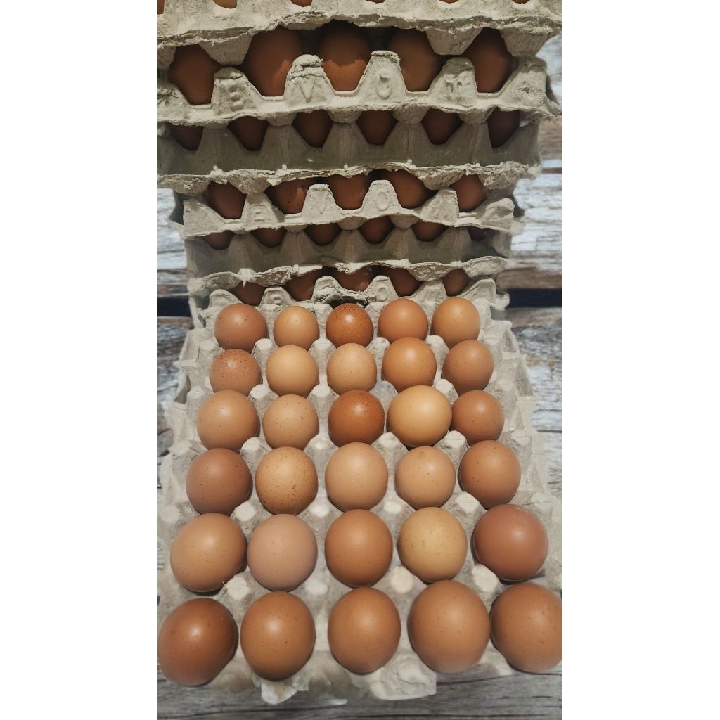 

Kirim Instan Telor Ayam 1 KG