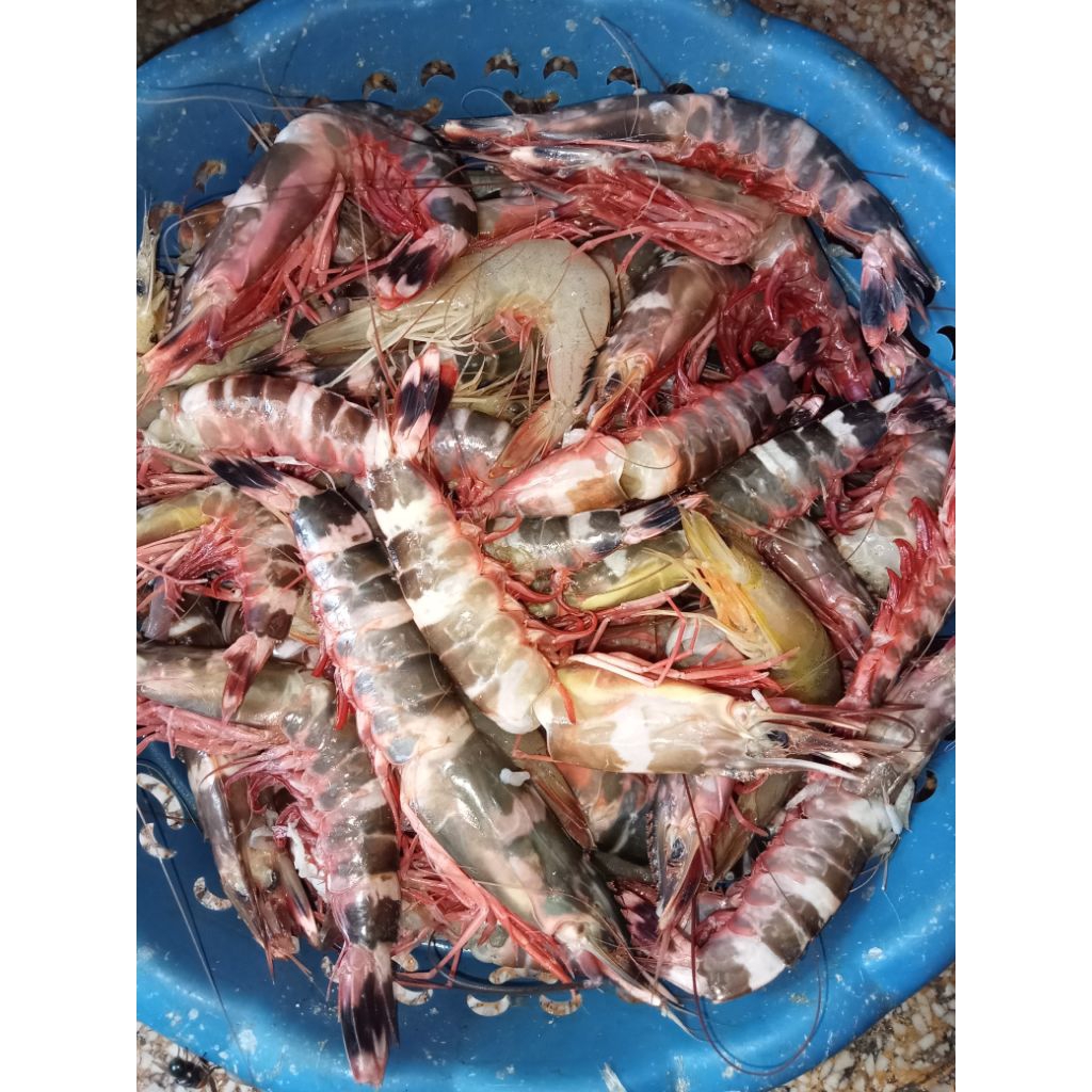 

Udang laut hasil nelayan surabaya asli murah