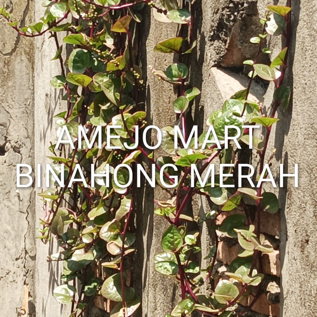 

TERMURAH BINAHONG MERAH SEGAR