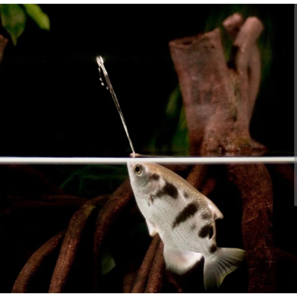 ikan Archerfish pemanah archer fish sumpit unik hias tankmate aquarium aquascape