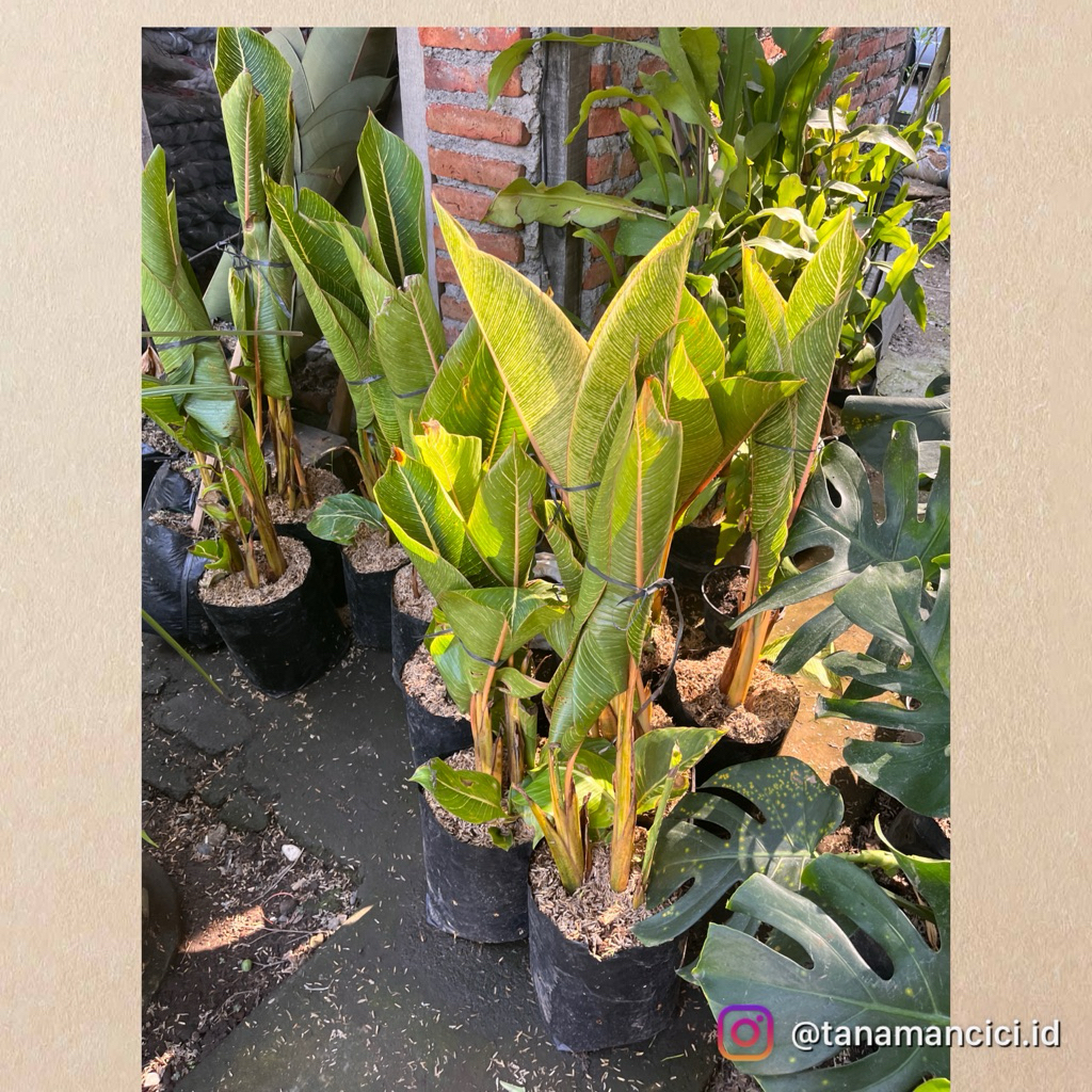 pesanan tanaman pisang varigata kuning