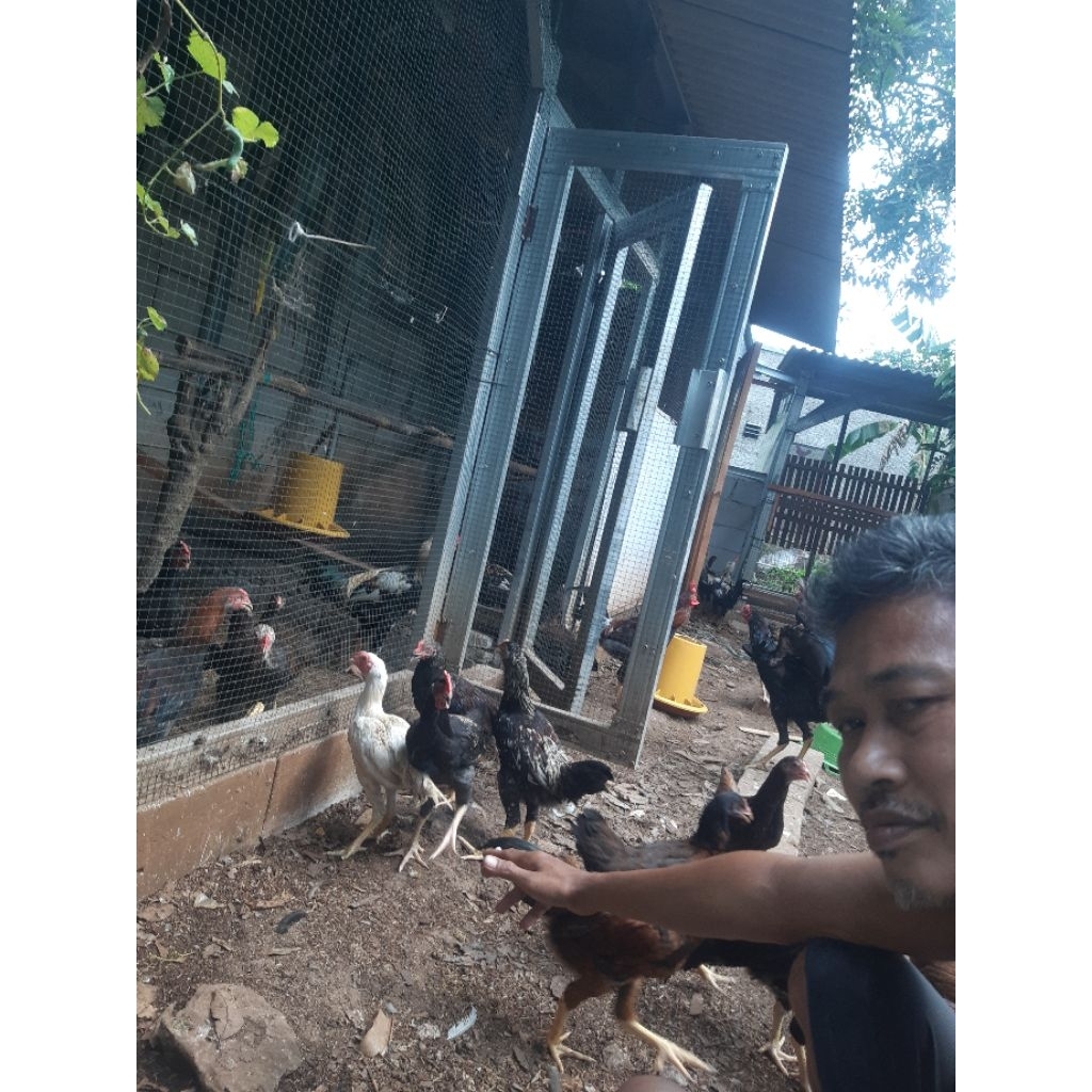 jual ayam KUB 2   berbagai umur