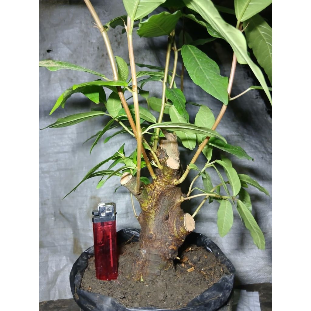 Bahan bonsai loa bogel