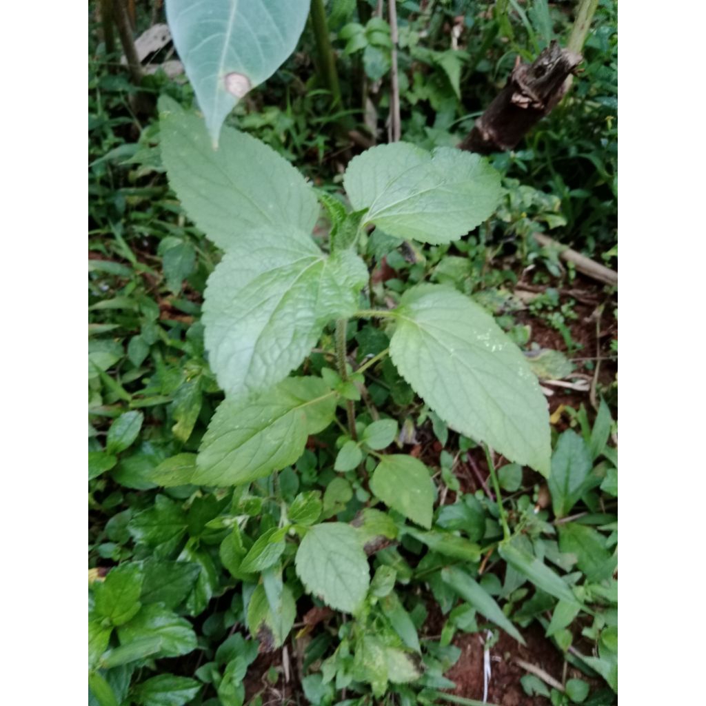 

300gram Daun Babadotan Segar Babadotan Press Baru dipetik