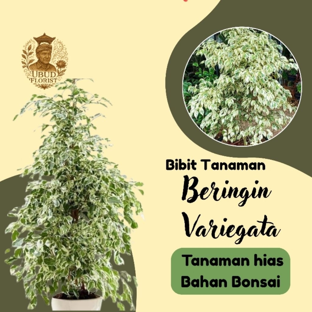 Bibit Tanaman Beringin Putih Variegata - Ficus benjamina 'Variegata'.- Tanaman Hias bahan bonsai rim