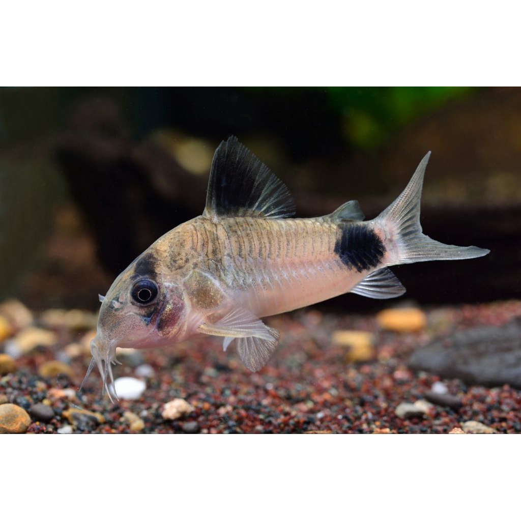 Corydoras panda aquascape