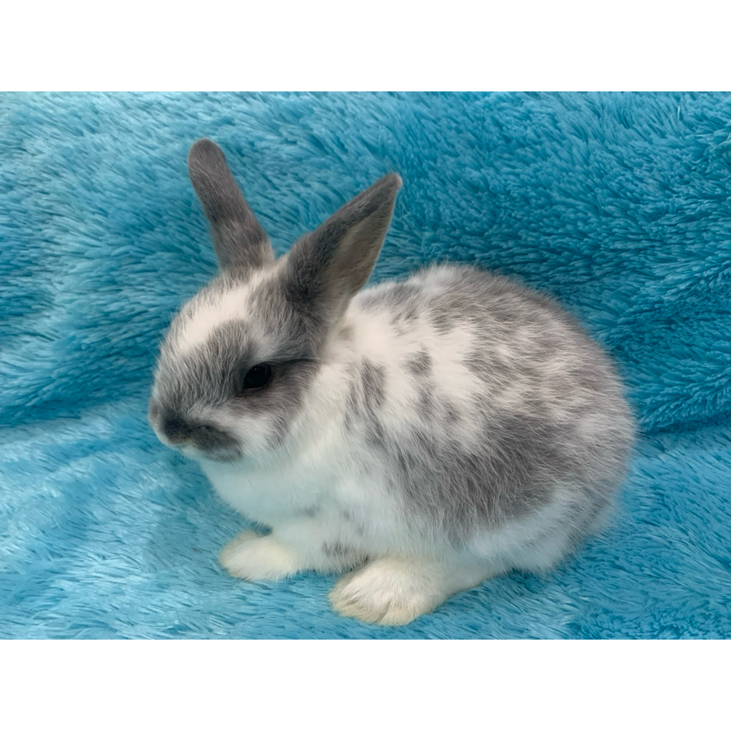 Kelinci Mini Netherland Dwarf (Kelinci ND) Jantan Usia Lebih dari 2 Bulan