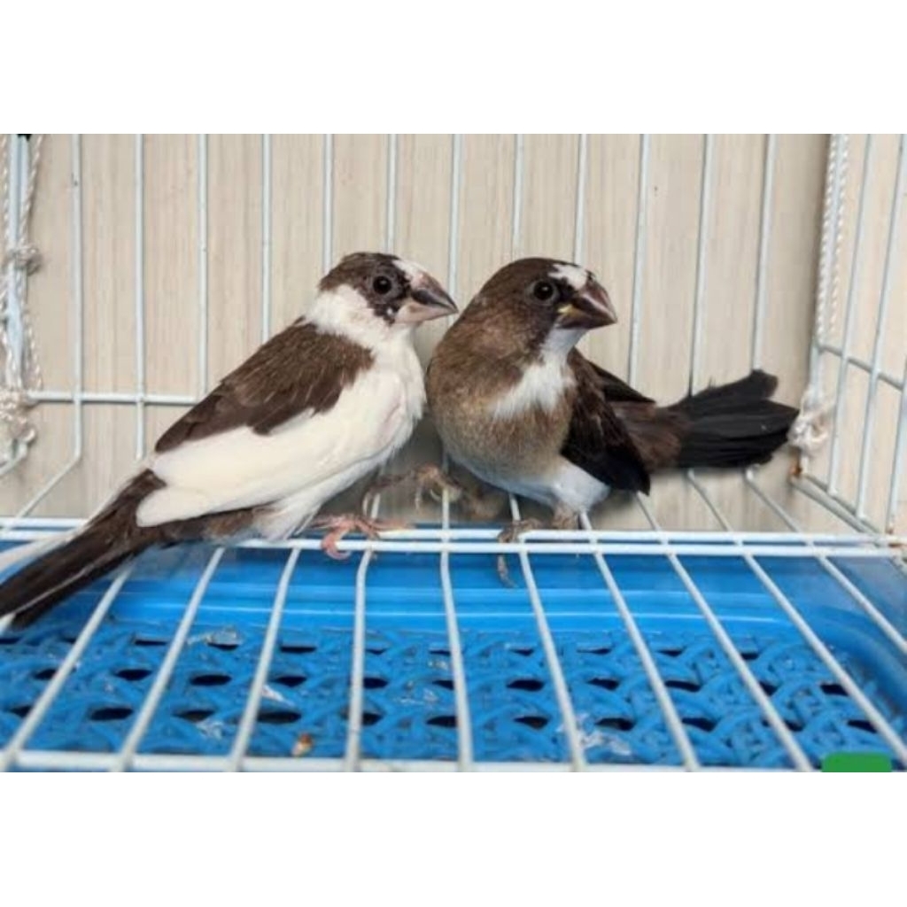 emze / emprit jepang burung hias aviary