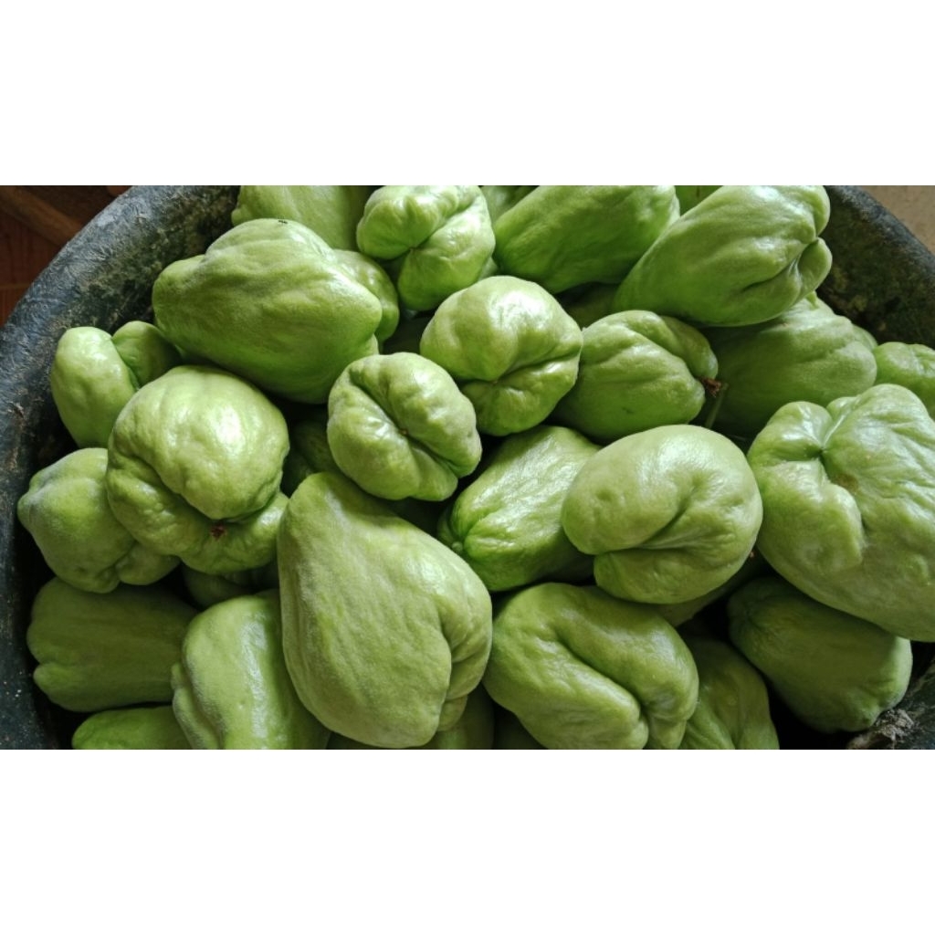 Labu Siam Acar / labu siam baby