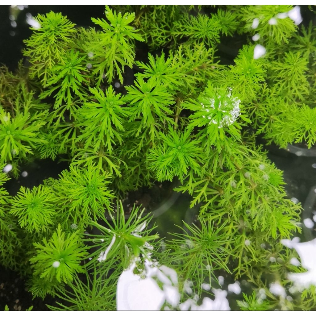 Limnophila Sesiliflora Ganggang Hijau Tanaman Aquascape Aquarium Akuarium Air Hiasan