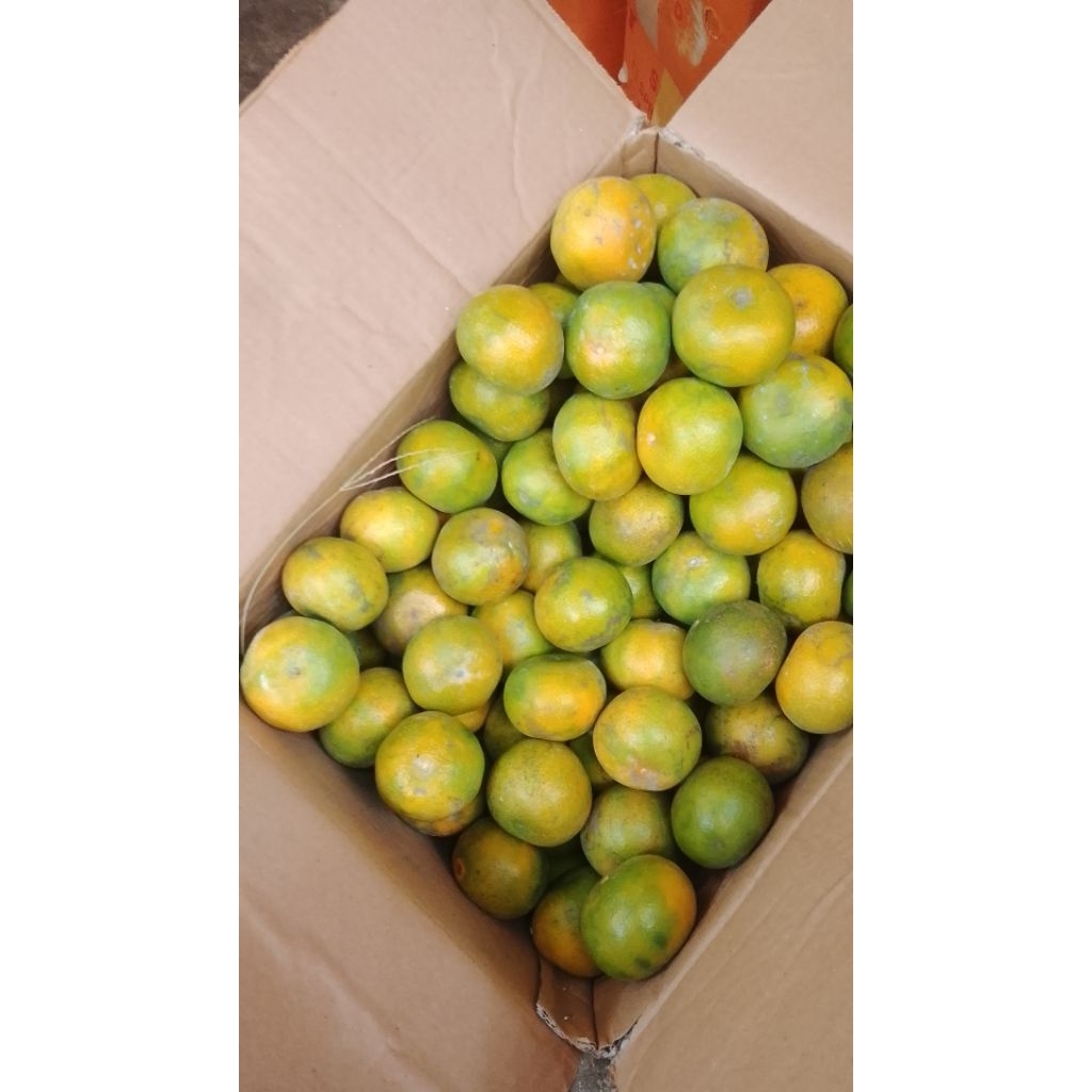 Jeruk siam madu malang