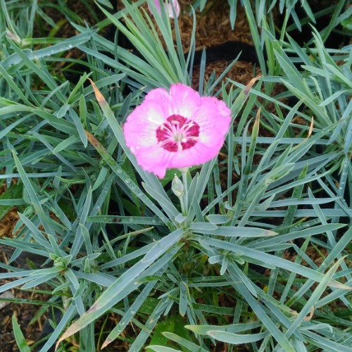 Tanaman hias Anyelir / bunga anyelir / jual bunga anyelir